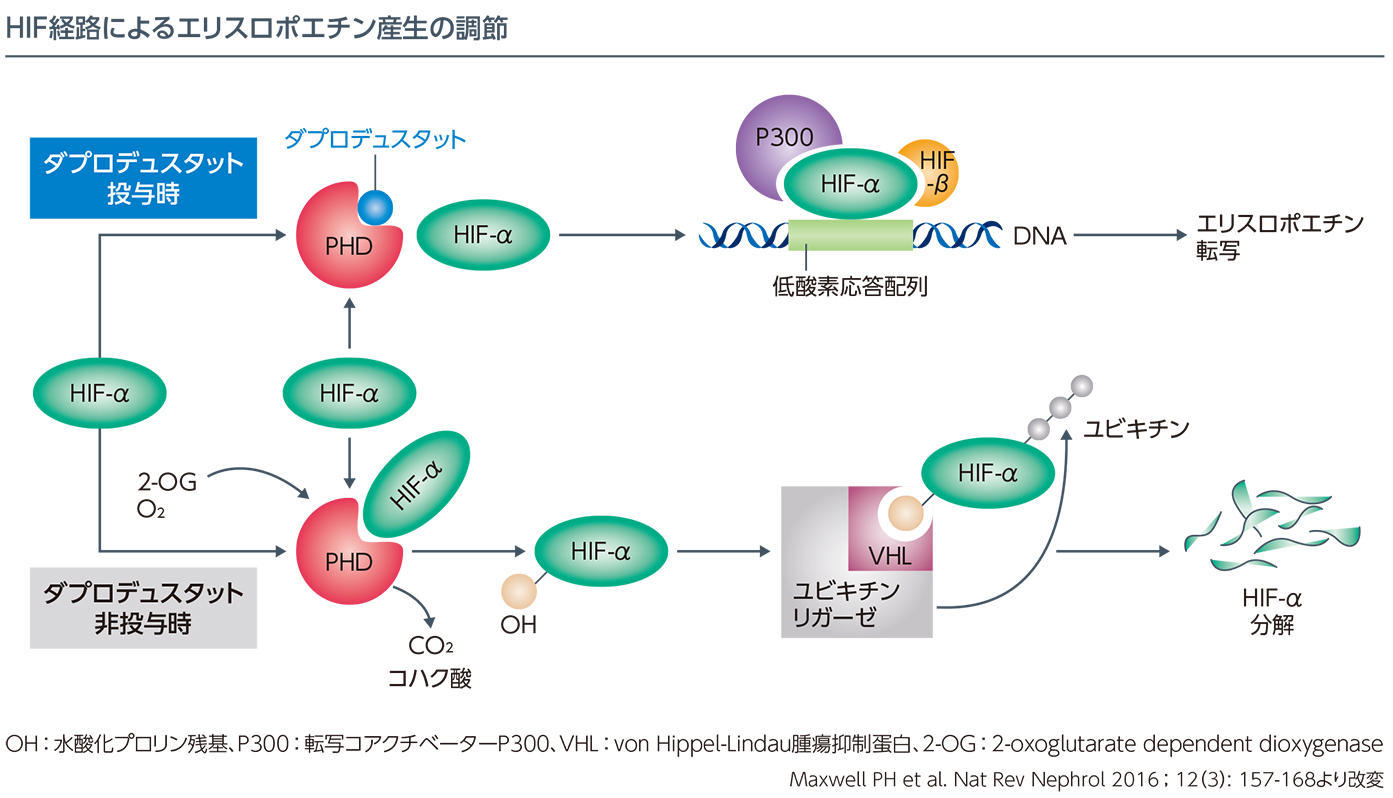 薬効薬理 協和キリン医療関係者向け情報サイト 協和キリンメディカルサイト