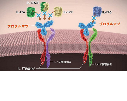 動画「T細胞軸と表皮細胞軸からみるルミセフ<sup>®</sup>の作用」公開
