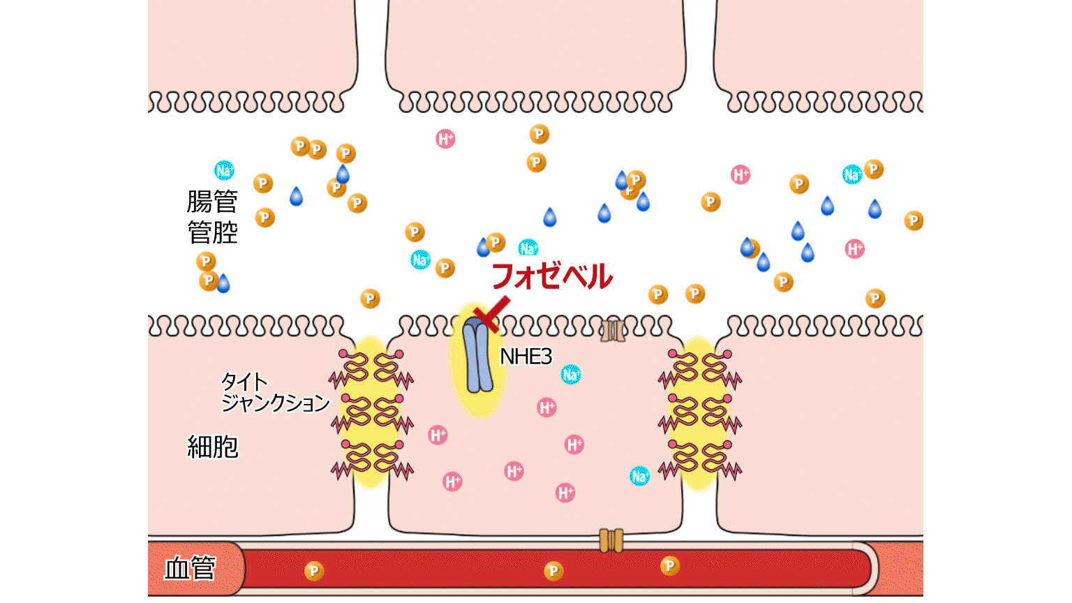 「フォゼベル作用機序イメージ動画」公開 のサムネイル画像