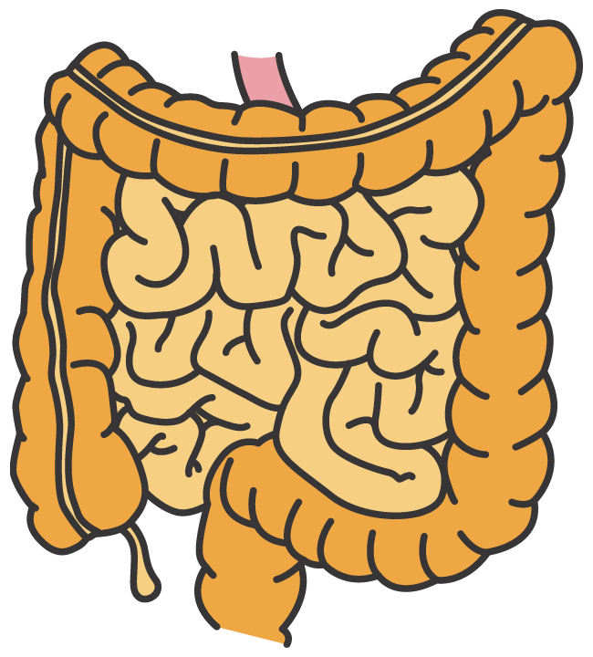 腸